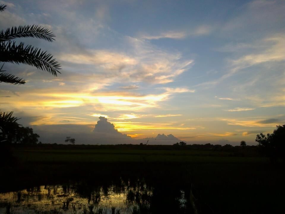 Monsoon fields near Panagarh